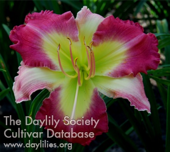 Daylily Good Golly Miss Molly